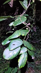 Mucuna macrocarpa