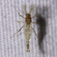 Chaoborus punctipennis