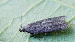 Neofaculta