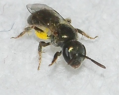 Lasioglossum imitatum