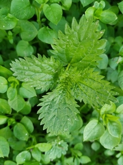 Urtica urens