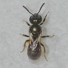 Lasioglossum imitatum