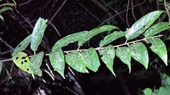 Stachyurus himalaicus
