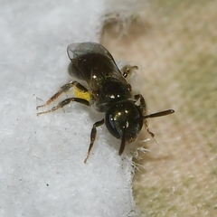 Lasioglossum imitatum