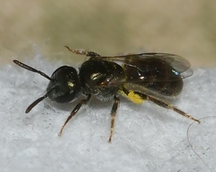 Lasioglossum imitatum