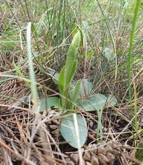 Ophrys sphegodes massiliensis