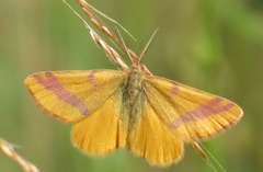 Lythria cruentaria