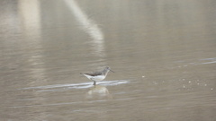 Tringa ochropus