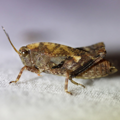 Tettigidea