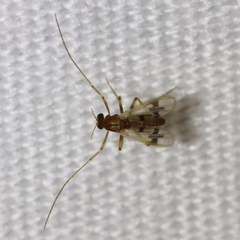 Polypedilum scalaenum