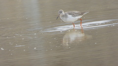 Tringa totanus