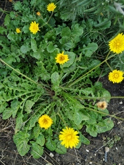 Hyoseris radiata