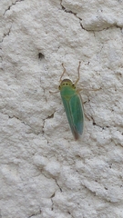 Cicadella