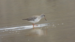 Tringa totanus