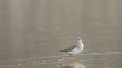 Tringa totanus