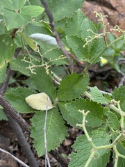 Cyphostemma lanigerum