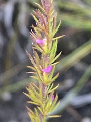 Muraltia muirii