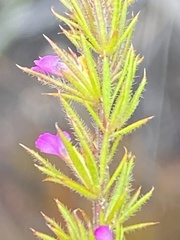 Muraltia muirii
