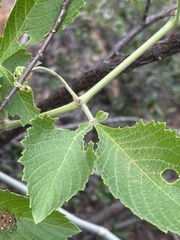 Cyphostemma lanigerum