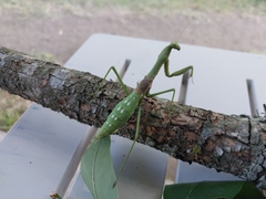 Coptopteryx gayi