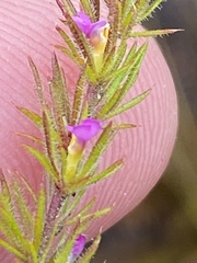 Muraltia muirii