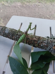 Coptopteryx gayi