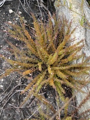 Muraltia muirii