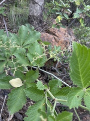Cyphostemma lanigerum