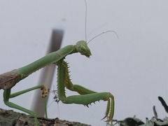Coptopteryx gayi