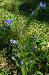 Echium vulgare