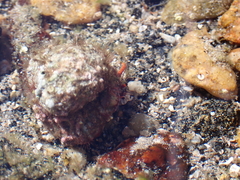 Paguristes frontalis