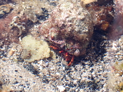 Paguristes frontalis