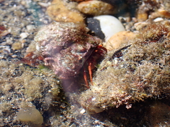 Paguristes frontalis