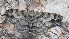 Paradarisa consonaria