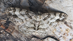 Paradarisa consonaria