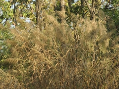 Phragmites australis