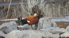 Tadorna ferruginea