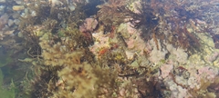 Salaria pavo