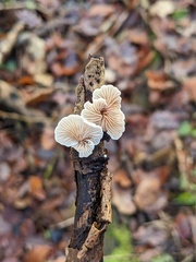 Crepidotus variabilis