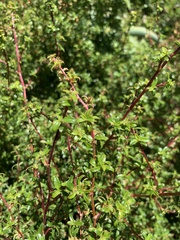 Cliffortia ferruginea