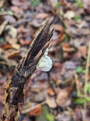 Crepidotus variabilis