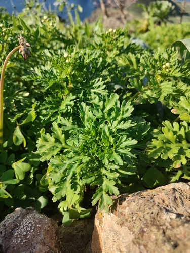 Argyranthemum hierrense image