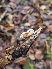 Crepidotus variabilis