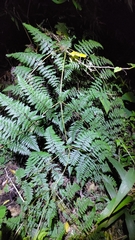 Dennstaedtia scandens