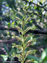 Habenaria floribunda