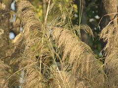 Phragmites australis