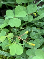 Oxalis dillenii