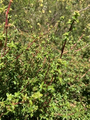 Cliffortia ferruginea