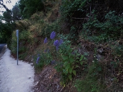 Trachelium caeruleum