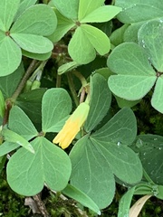 Oxalis dillenii